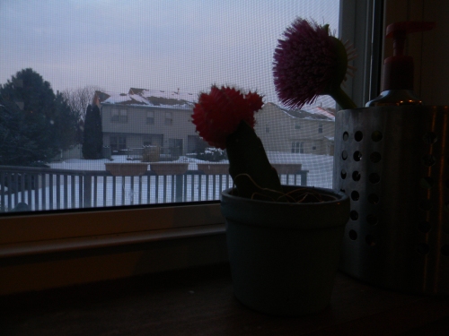 The Cactus in Winter